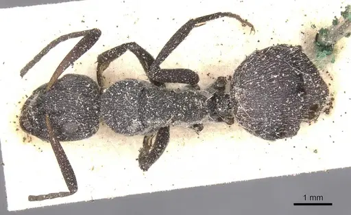 Camponotus perrisii specimen CASENT0911849 image casent0911849_1