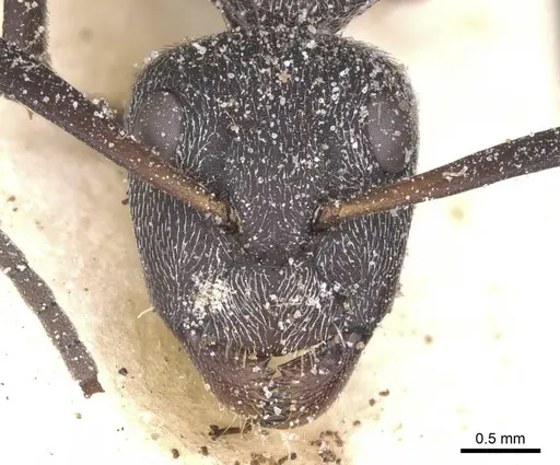Camponotus perrisii specimen CASENT0911849 image casent0911849_2