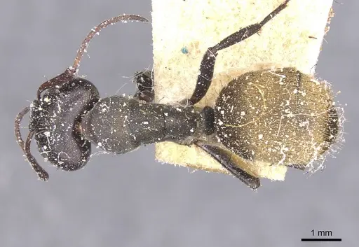 Camponotus perrisii specimen CASENT0911850 image casent0911850_1