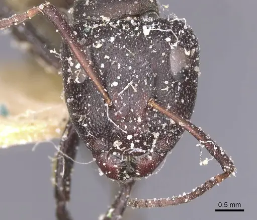 Camponotus perrisii specimen CASENT0911850 image casent0911850_2