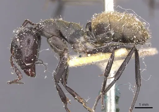 Camponotus perrisii specimen CASENT0911850 image casent0911850_3