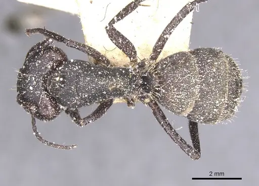 Camponotus perrisii specimen CASENT0911851 image casent0911851_1