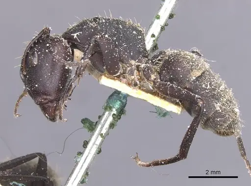 Camponotus perrisii specimen CASENT0911851 image casent0911851_2