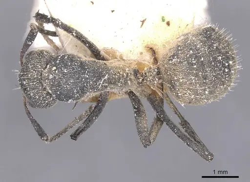 Camponotus perrisii specimen CASENT0911852 image casent0911852_1