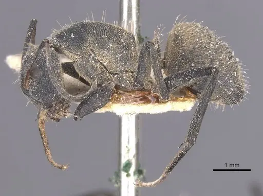Camponotus perrisii specimen CASENT0911852 image casent0911852_3