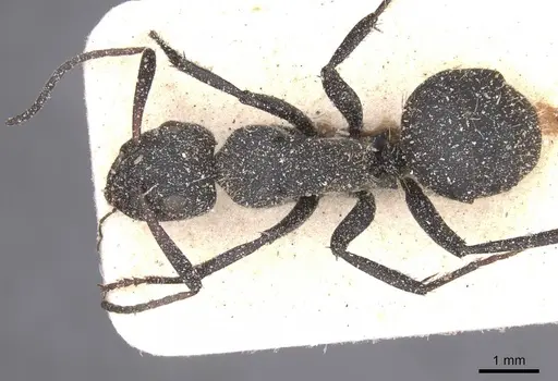 Camponotus perrisii specimen CASENT0911853 image casent0911853_1