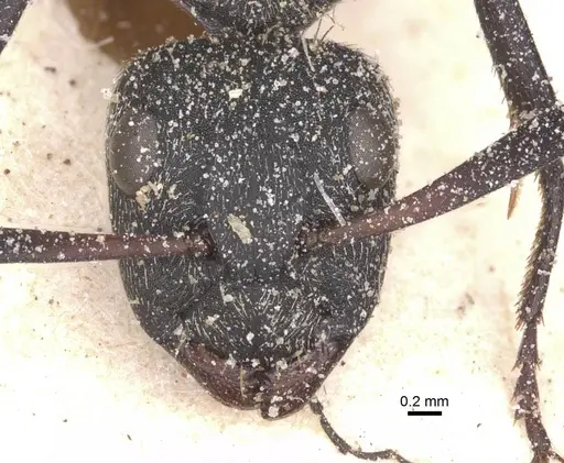 Camponotus perrisii specimen CASENT0911853 image casent0911853_2
