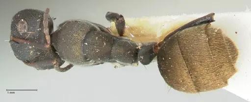 Camponotus perrisii specimen FOCOL2318 image focol2318_1