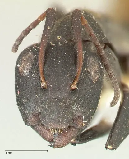 Camponotus perrisii specimen FOCOL2318 image focol2318_2