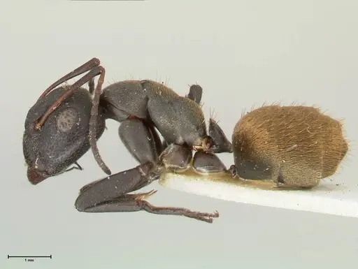 Camponotus perrisii specimen FOCOL2318 image focol2318_3
