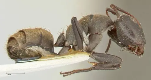 Camponotus perrisii specimen FOCOL2318 image focol2318_4
