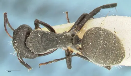 Camponotus perrisii specimen FOCOL2320 image focol2320_1