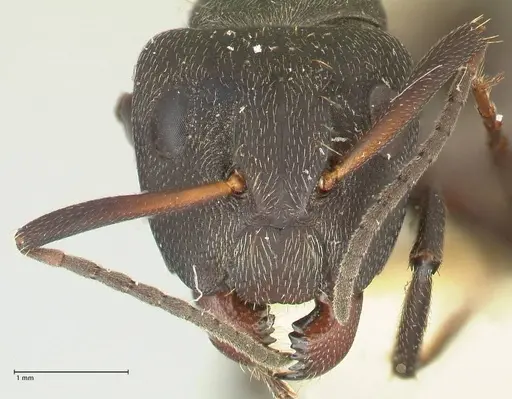 Camponotus perrisii specimen FOCOL2320 image focol2320_2