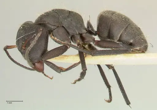 Camponotus perrisii specimen FOCOL2320 image focol2320_3