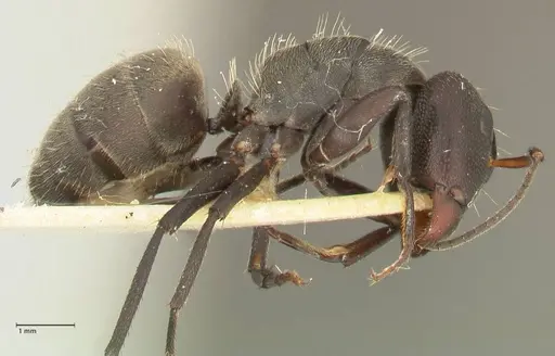 Camponotus perrisii specimen FOCOL2320 image focol2320_4