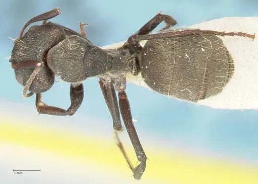 Camponotus perrisii specimen FOCOL2321 image focol2321_1