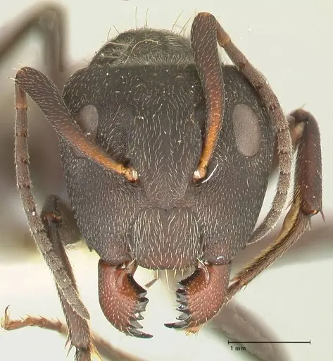 Camponotus perrisii specimen FOCOL2321 image focol2321_2