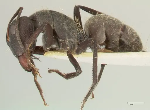 Camponotus perrisii specimen FOCOL2321 image focol2321_3