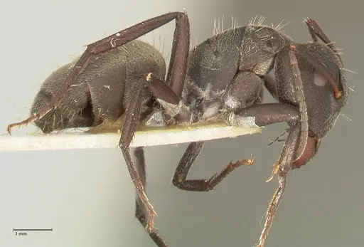 Camponotus perrisii specimen FOCOL2321 image focol2321_4