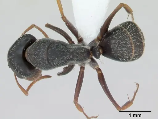 Camponotus personatus specimen CASENT0173436 image casent0173436_1