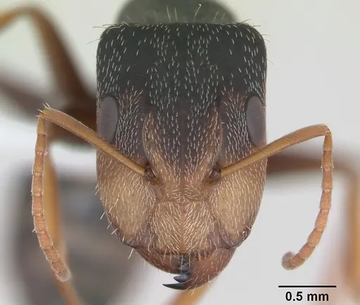 Camponotus personatus specimen CASENT0173436 image casent0173436_2