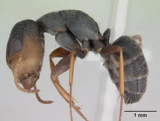 Camponotus personatus specimen CASENT0173436 image casent0173436_3