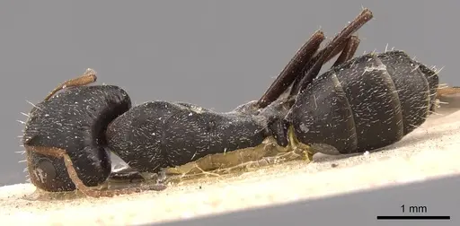 Camponotus personatus specimen CASENT0905488 image casent0905488_1