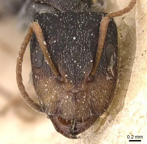 Camponotus personatus specimen CASENT0905488 image casent0905488_2