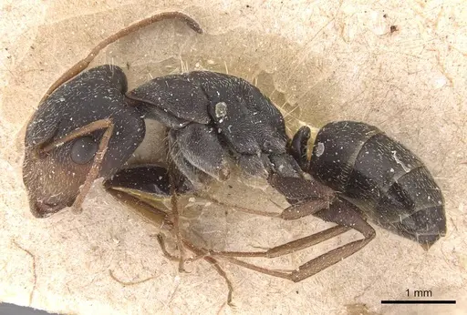 Camponotus personatus specimen CASENT0905488 image casent0905488_3