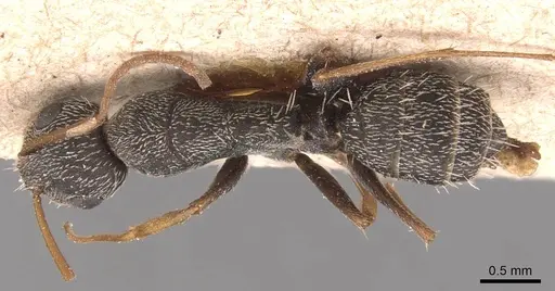 Camponotus personatus specimen CASENT0905489 image casent0905489_1