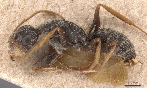 Camponotus personatus specimen CASENT0905489 image casent0905489_3