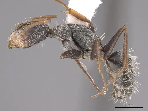 Camponotus personatus specimen CASENT0923545 image casent0923545_1