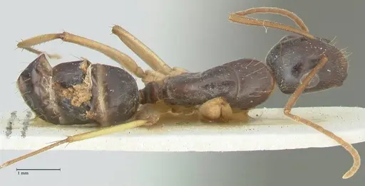 Camponotus peseshus specimen FOCOL2255 image focol2255_1