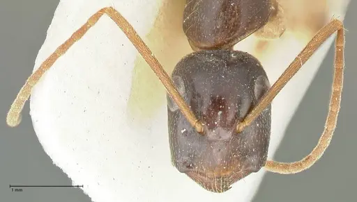 Camponotus peseshus specimen FOCOL2255 image focol2255_2