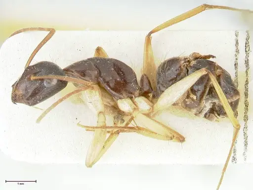 Camponotus peseshus specimen FOCOL2255 image focol2255_3