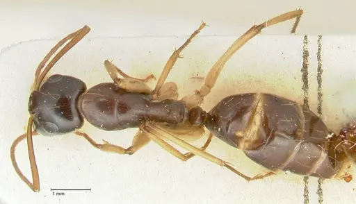 Camponotus peseshus specimen FOCOL2256 image focol2256_1
