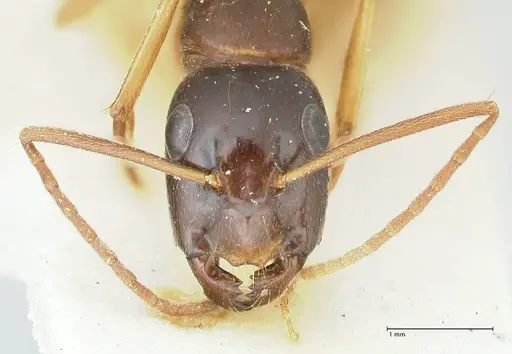 Camponotus peseshus specimen FOCOL2256 image focol2256_2