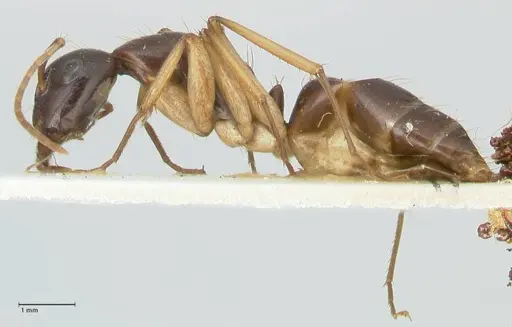 Camponotus peseshus specimen FOCOL2256 image focol2256_3