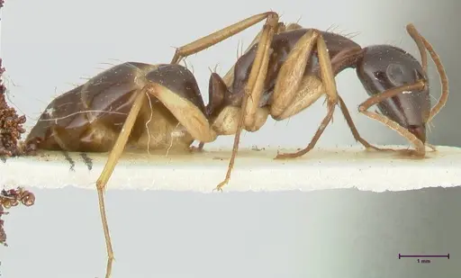 Camponotus peseshus specimen FOCOL2256 image focol2256_4