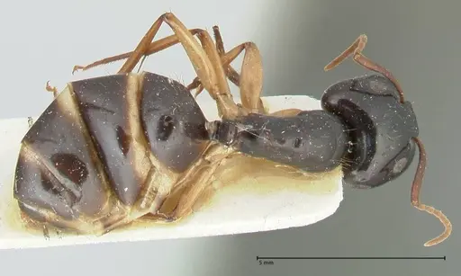 Camponotus peseshus specimen FOCOL2257 image focol2257_1