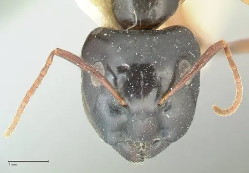 Camponotus peseshus specimen FOCOL2257 image focol2257_2