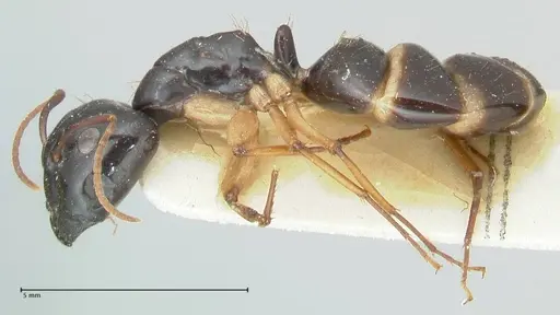 Camponotus peseshus specimen FOCOL2257 image focol2257_3