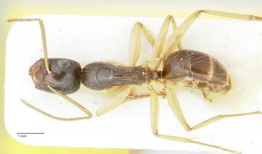 Camponotus peseshus specimen FOCOL2258 image focol2258_1