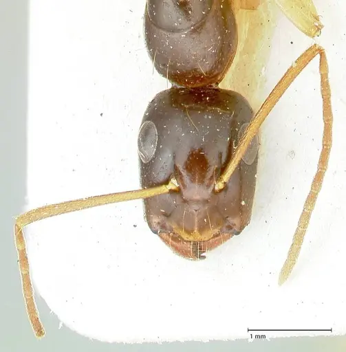 Camponotus peseshus specimen FOCOL2258 image focol2258_2