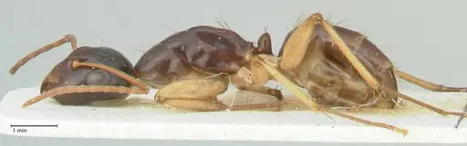 Camponotus peseshus specimen FOCOL2258 image focol2258_3