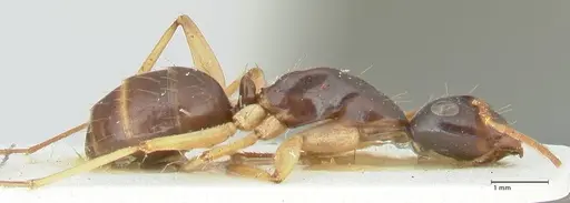 Camponotus peseshus specimen FOCOL2258 image focol2258_4