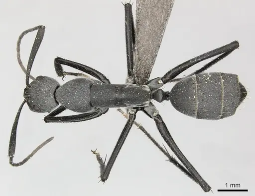 Camponotus petersii specimen CASENT0235835 image casent0235835_1