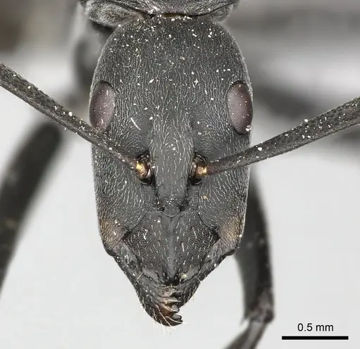 Camponotus petersii specimen CASENT0235835 image casent0235835_2