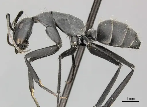 Camponotus petersii specimen CASENT0235835 image casent0235835_3