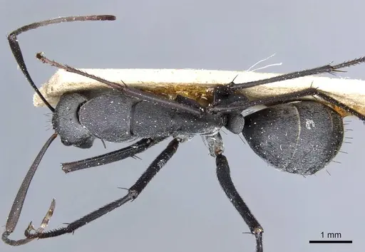 Camponotus petersii specimen CASENT0905363 image casent0905363_1
